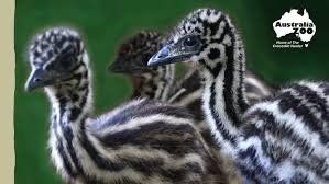Emu Chicks